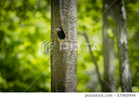 May in Hokkaido, spring of black woodpecker. May in Hokkaido, spring of black woodpecker. 87969994