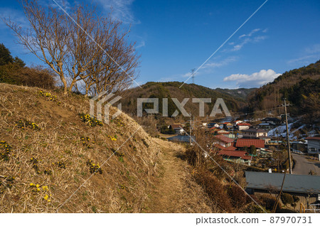 Adonis ramosa 盛開的早春風景 龍野町 Adonis ramosa 盛開的早春風景 龍野町 87970731