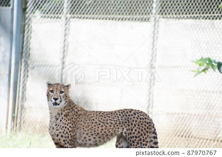  Cheetah 87970767