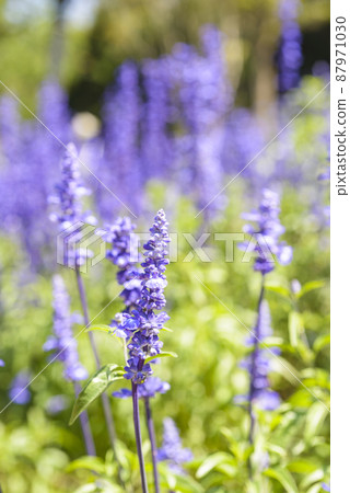 Natural photo: Colorful flower paintings 87971030