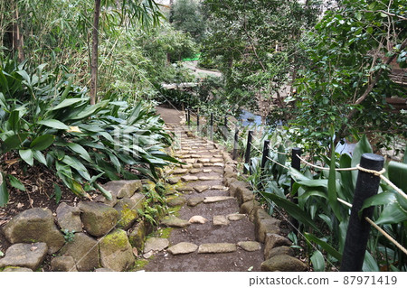 Stone stairs surrounded by greenery in the garden of Nanushinotaki Park [Kita Ward, Tokyo] 87971419