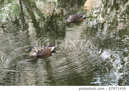 Nanushinotaki公園花園裡的水鳥和漣漪[東京都北區] 87971436
