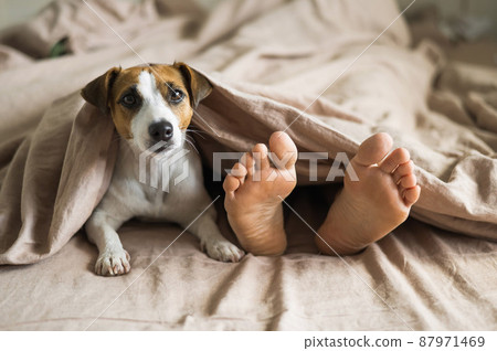 The dog lies with the owner on the bed and looks out from under the blanket. Barefoot woman and jack russell terrier in the bedroom. The dog lies with the owner on the bed and looks out from under the blanket. Barefoot woman and jack russell terrier in the bedroom. 87971469