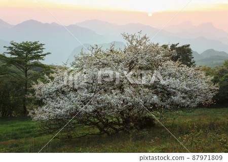 Konashi blooming hill 87971809