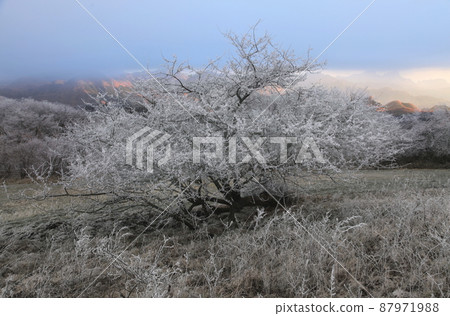 Rime blooming hill 87971988