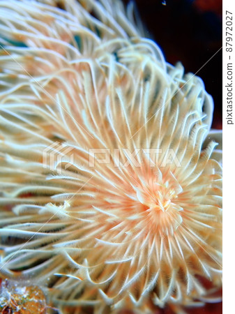 Sabellidae like a flower! For the time being, it's an animal companion (laughs) Sabellidae like a flower! For the time being, it's an animal companion (laughs) 87972027