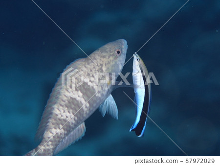 Honsome Wake Bella 抱怨一些困難的事情 Honsome Wake Bella 抱怨一些困難的事情 87972029