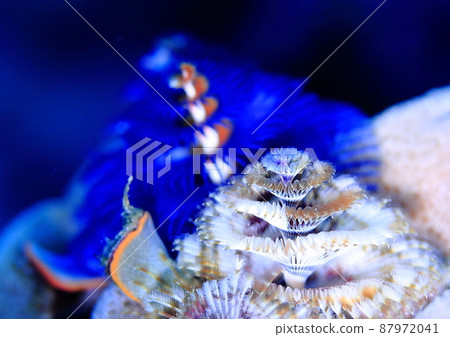 Spirobranchus chinensis, a fellow animal 87972041