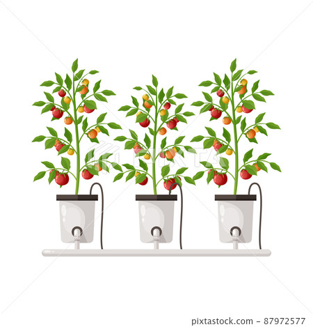 Plants Cultivation Greenhouse Composition Plants Cultivation Greenhouse Composition 87972577