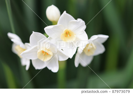 白色的水仙花 白色的水仙花 87973079