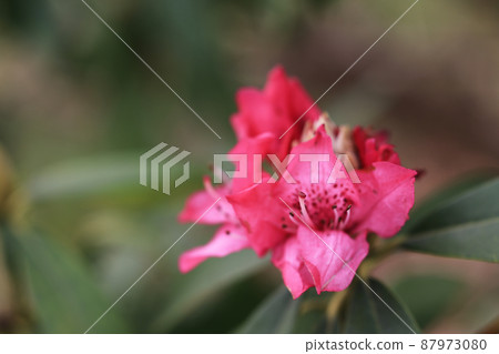 盛開的杜鵑花 盛開的杜鵑花 87973080