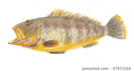 Aohata Aoba 87973168