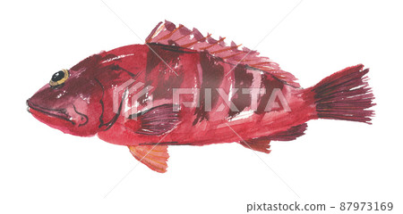 Blacktip grouper Akabane 87973169