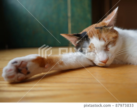 A cat sleeping on the floor with one hand stretched out 87973833