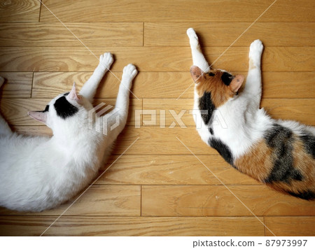 貓對稱地睡在地板上 87973997