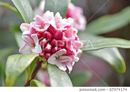 荊州（下沉花） 87974174