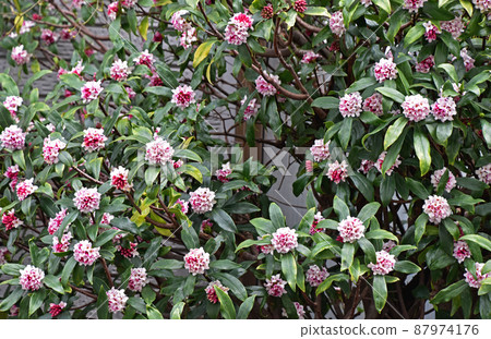 Jingzhou (sinking flower) Jingzhou (sinking flower) 87974176