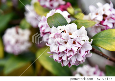 荊州(下沉花) 荊州(下沉花) 87974177