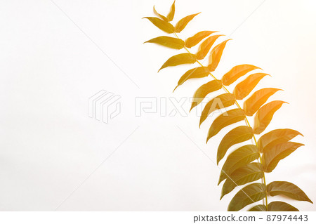 Green leaf branches on white background. flat lay, top view. Sun Flare 87974443