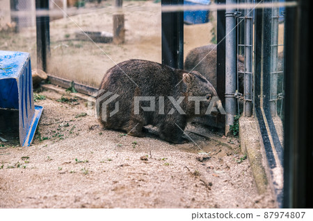 [Satsukiyama Zoo] Wombat 87974807
