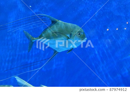 Uminomori Aquarium African pompano Uminomori Aquarium African pompano 87974912