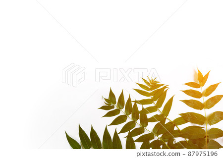 Green leaf branches on white background. flat lay, top view. Sun Flare Green leaf branches on white background. flat lay, top view. Sun Flare 87975196