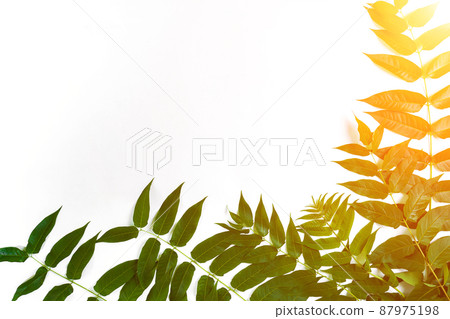 Green leaf branches on white background. flat lay, top view. Sun Flare 87975198