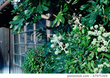 Old private house and eight-handed flowers Old private house and eight-handed flowers 87975309