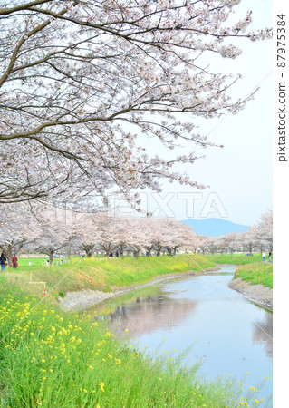 Row of cherry trees 87975384