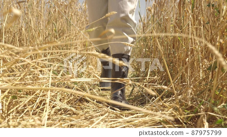 agriculture concept. farmer walks across field with ears wheat rubber boots. farming concept. agricultural business. agronomist's legs rubber boots. walk through countryside mature harvest. agriculture concept. farmer walks across field with ears wheat rubber boots. farming concept. agricultural business. agronomist's legs rubber boots. walk through countryside mature harvest. 87975799