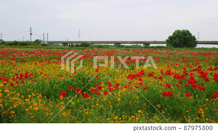 以大成橋為背景的罌粟和加州罌粟 / [罌粟快樂廣場] 埼玉縣 Konosu 市 87975800