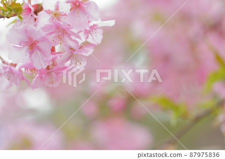 Pink cherry tree Pink cherry tree 87975836