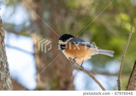 各種山雀，野鳥，小鳥，麻雀 87976048