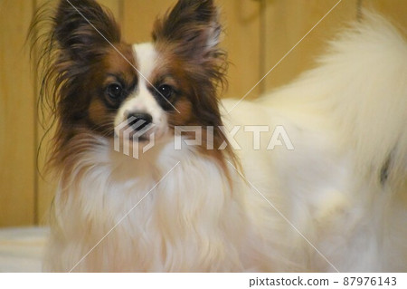 Papillon like an aristocrat Papillon like an aristocrat 87976143