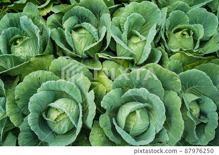 Green fresh cabbage maturing heads growing in the farm field. 87976250