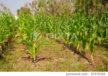 Corn field close up. Selective focus.Green Maize Corn Field Plantation in Summer Agricultural Season. 87976488