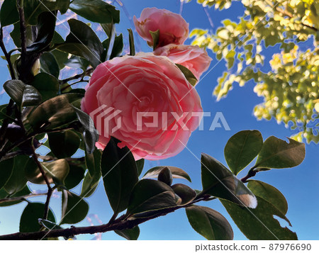 beautiful flower 87976690