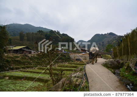 Buffalo in Lao Chai village 87977364