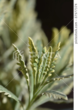 Variegated Fringed Lavander 87977374
