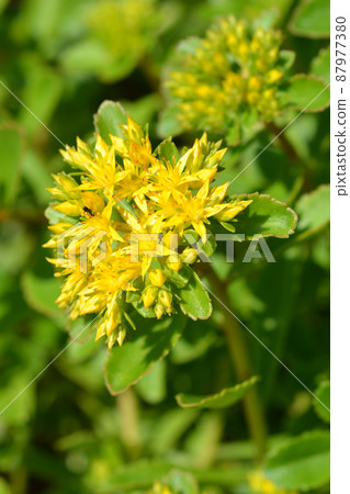 Orange Stonecrop Weihenstephaner Gold 87977380