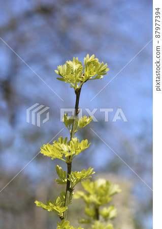 Siberian Pea Shrub Siberian Pea Shrub 87977394