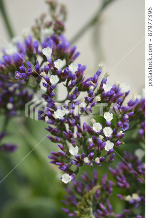 Salt Lake Sea Lavander Salt Lake Sea Lavander 87977396
