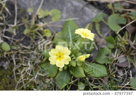 Common primrose Common primrose 87977397