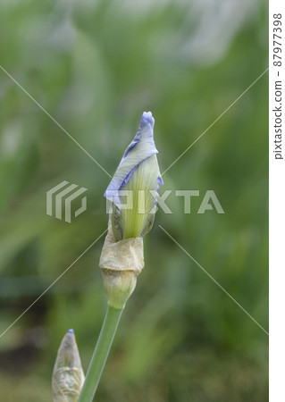 Tall bearded iris Blue Sapphire Tall bearded iris Blue Sapphire 87977398