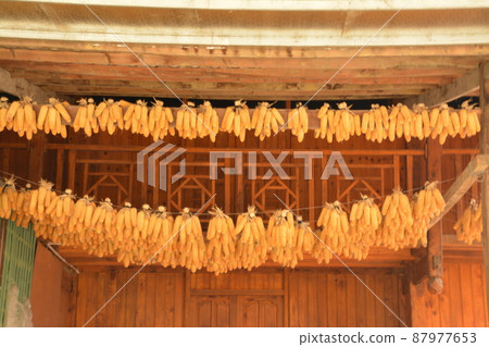 Corn dried Corn dried 87977653