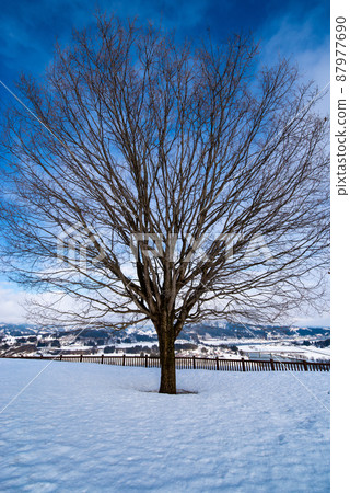 Image of trees and snowfields standing in the snowfield (Photo: Yamamotoyama Plateau, Ojiya City, Niigata Prefecture) Image of trees and snowfields standing in the snowfield (Photo: Yamamotoyama Plateau, Ojiya City, Niigata Prefecture) 87977690