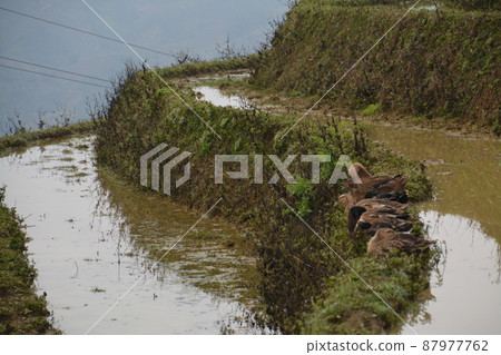 With rice terraces With rice terraces 87977762