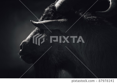 Domestic Goat Portrait. Black and white 87978141