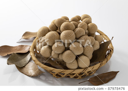 Bunashimeji mushrooms with dead leaves on a colander _ white background 87978476