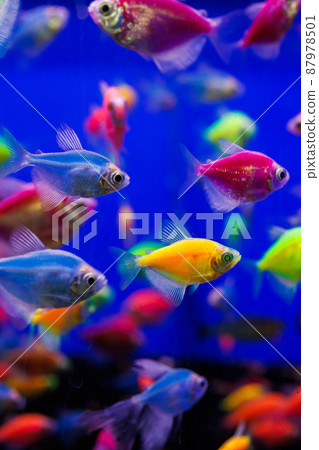 assortment of Ternetia Glofish in blue aquarium assortment of Ternetia Glofish in blue aquarium 87978501